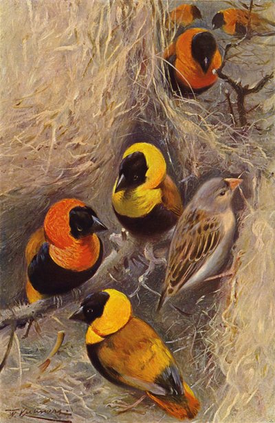 Weaver Birds by after Wilhelm Kuhnert