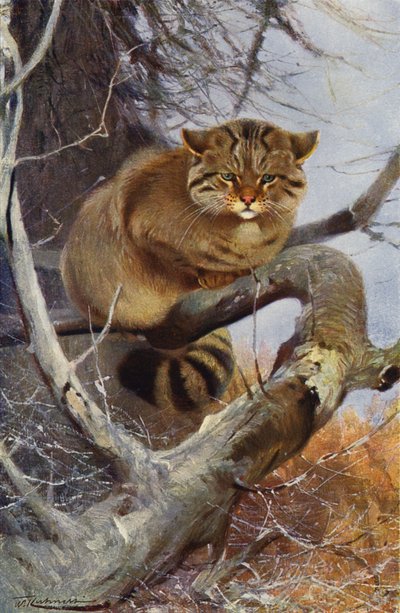 Wild Cat by after Wilhelm Kuhnert