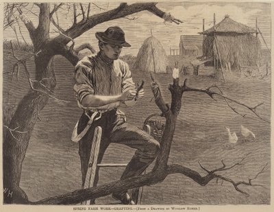 Spring Farm Work - Grafting by Winslow Homer
