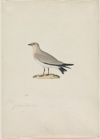 Small Pratincole (Glareola lactea) by attributed to Paul Hüet