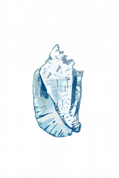 Ocean Blue Conch by cartissi
