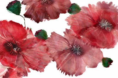 Vibrant Red Poppies by cartissi