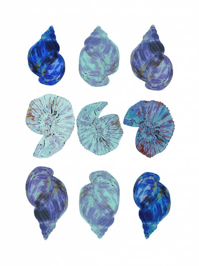 Vivid Ocean Shells by cartissi