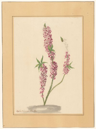Red Pepper Tree on a Ground by familie Van der Vinne (attributed to)