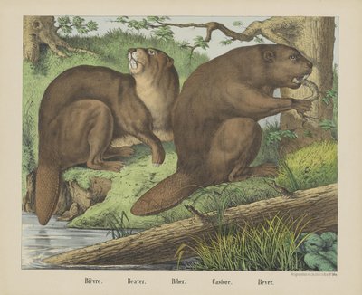 Beaver by firma Joseph Scholz