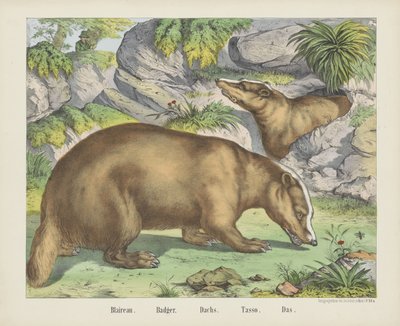 Badger by firma Joseph Scholz