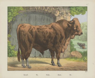 Ox by firma Joseph Scholz
