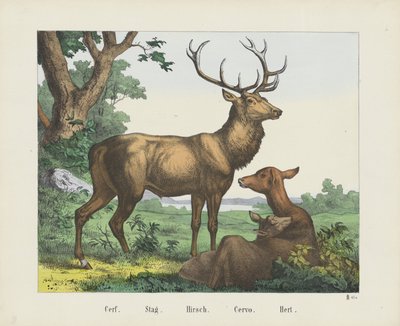 Stag by firma Joseph Scholz