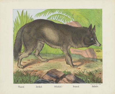 Jackal by firma Joseph Scholz