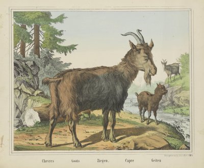 Goats, Chevres, Ziegen, Capre, Geiten (title on object) by firma Joseph Scholz