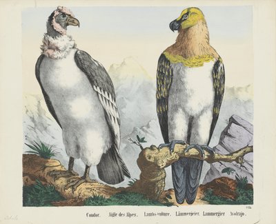 Condor by firma Joseph Scholz