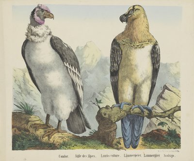 Condor / Eagle of the Alps / Lambs-vulture / Lammergeier / Lammergier / Avolrajo by firma Joseph Scholz