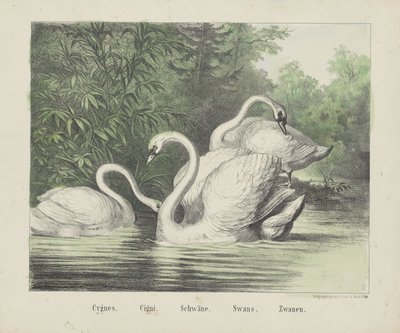 Swans by firma Joseph Scholz
