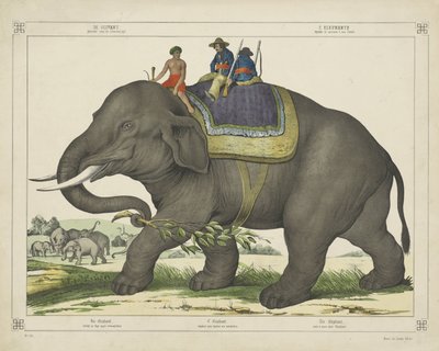 The Elephant used for Elephant Hunting by firma Joseph Scholz