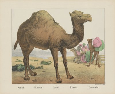 Camel by firma Joseph Scholz