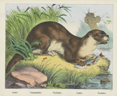 Common Otter by firma Joseph Scholz