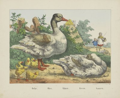Geese by firma Joseph Scholz