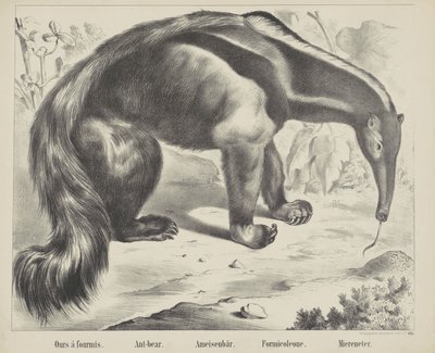 Ant-bear by firma Joseph Scholz