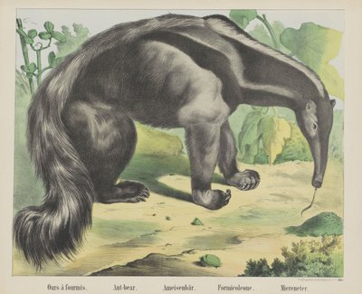 Ant-Bear by firma Joseph Scholz