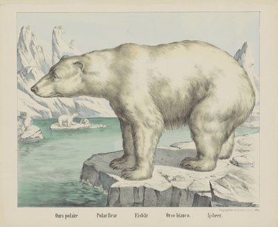 Polar Bear (Eisbär / Orso Bianco / Ijsbeer) by firma Joseph Scholz