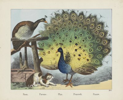 Peacock (title on object) by firma Joseph Scholz