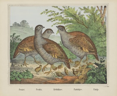 Partridges by firma Joseph Scholz