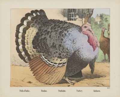 Turkey (title on object) by firma Joseph Scholz
