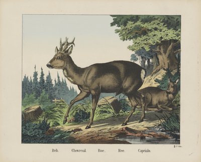 Roe Deer by firma Joseph Scholz