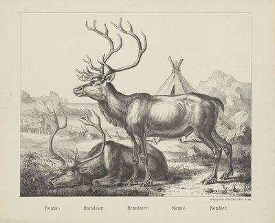 Reindeer by firma Joseph Scholz