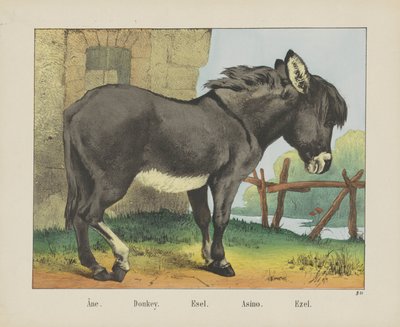 Donkey by firma Joseph Scholz