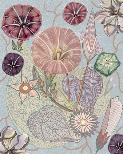 Delicate Morning Glories by giovanna nicolo