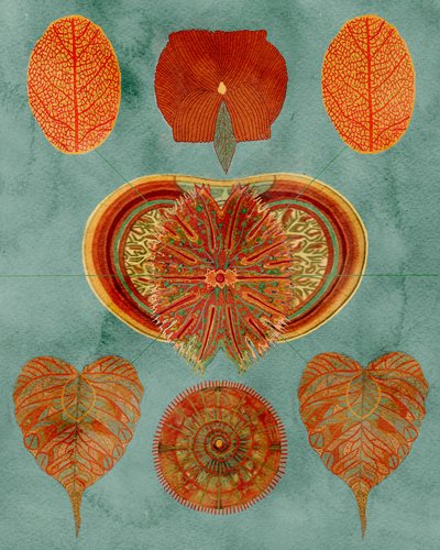 Intricate Botanical Arrangement by giovanna nicolo