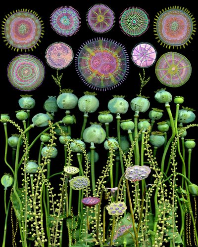 Poppy Pods and Mandalas by giovanna nicolo