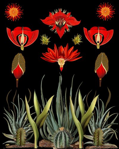 Red Desert Blooms by giovanna nicolo