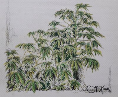 Cassava Plant by miguelmendez_art.ve