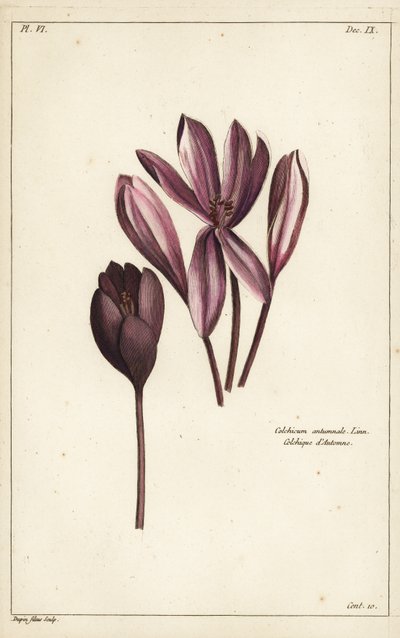Autumn crocus, meadow saffron or naked ladies by the Younger Dupin
