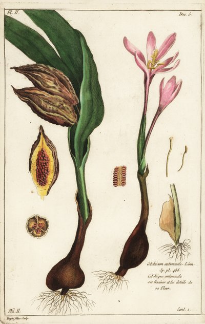 Autumn crocus, meadow saffron or naked ladies, Colchicum autumnale by the Younger Dupin