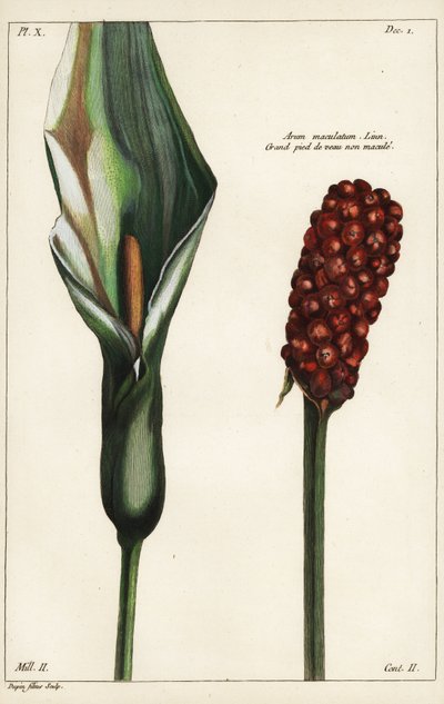 Cuckoo-pint or Wild Arum, Flower and Fruit, Arum maculatum, Linn by the Younger Dupin