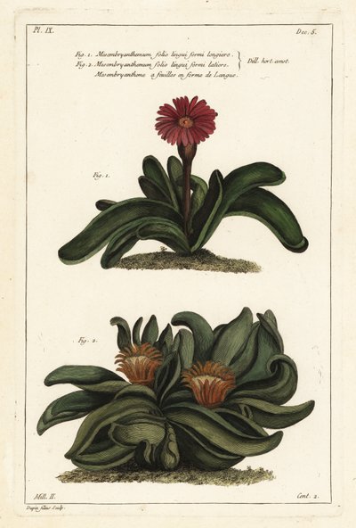 Elkhorn plant by the Younger Dupin