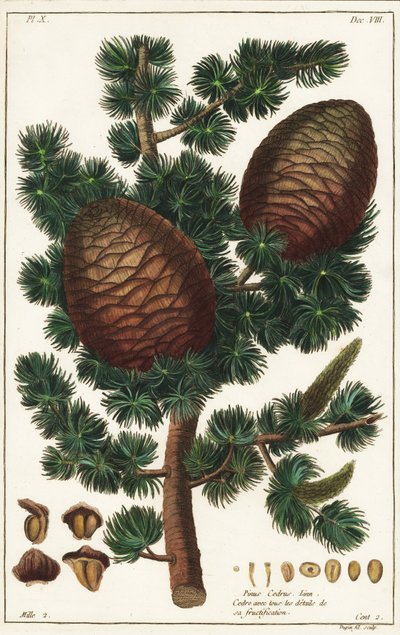 Lebanon cedar, Cedrus libani by the Younger Dupin