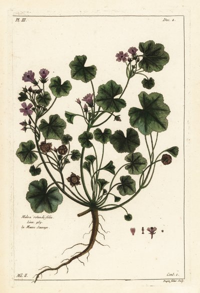 Low mallow or round-leaved mallow by the Younger Dupin
