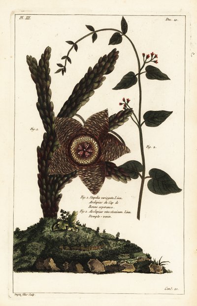 Starfish plant and white swallow-wort by the Younger Dupin
