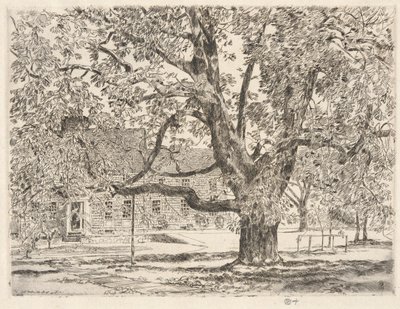 Chestnut Tree Drawing
