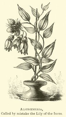 Alstroemeria, called by mistake the Lily of the Incas  by Edouard Riou