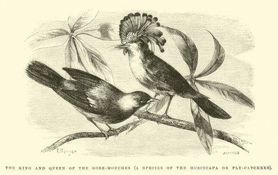 The King and Queen of the Gobe-mouches, a species of the Muscicapa or Fly-catchers  by Edouard Riou