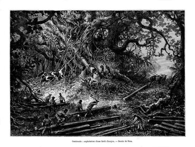 Mahogany tree logging, Guatemala, 19th century by Edouard Riou