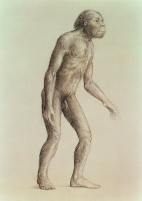 Australopithecus Afarensis Drawing