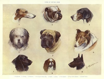 Types of english dogs on sale
