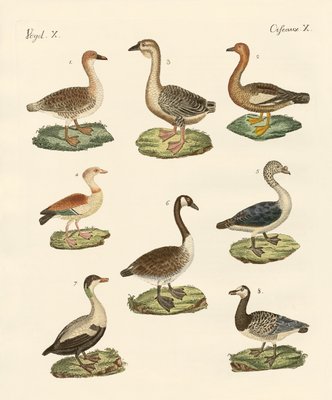 Kinds Of Geese