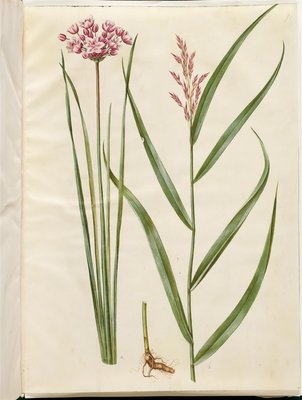 Butomus umbellatus hotsell